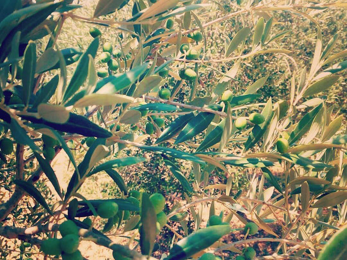 Aceite de oliva, producto estrella de la dieta mediterránea